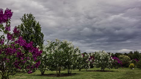 Small-trees-with-colorful-flowers-moving-in-the-wind-on-a-cloudy-day