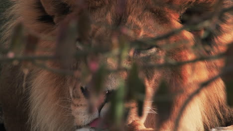 Resting-male-lion-peers-through-foreground-bush-in-zoo