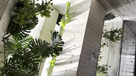 Vertical-Concrete-Interior-Design-Modern-Architecture,-Hanging-Monstera-Plants