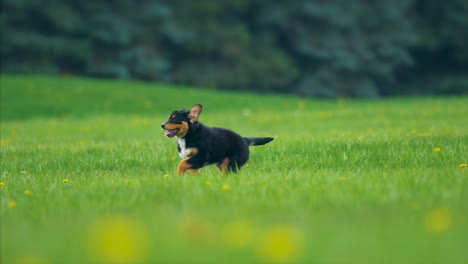 cute-puppy-running-and-playing-baby-dog-4k