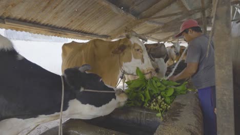 feed-the-cows-in-the-dairy-farm