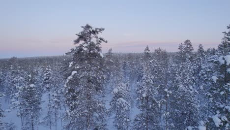aerial-of-forest-during-winter-in-lapland