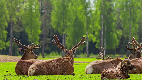 Herd-of-deers-with-large-antlers-lie-on-a-green-lawn