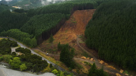 New-Zealand-Deforestation-Large-scale-destruction-of-trees-that-affects-ecosystems,-global-climate-changing-in-marlborough-district