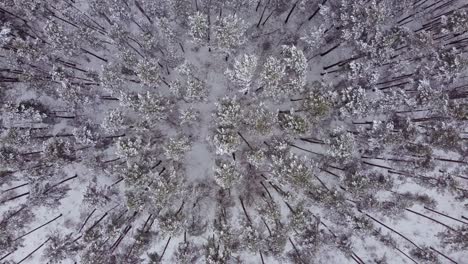 Top-down-drone-shot-of-snow-covered-pine-trees-scattered-in-shape-beautiful-feels-like-peaceful-national-park-in-Riga,-Latvia-in-winters