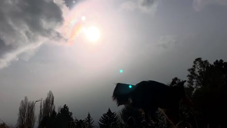 Silhouette-Eines-Hundes,-Der-Einen-Frisbee-In-Der-Luft-Fängt