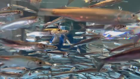Boy-Exploring-The-Monterey-Bay-Aquarium-And-Waving-Hello-Through-A-Glass-Fish-Tank