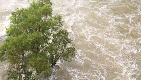 River-flooding,-flowing-over-trees