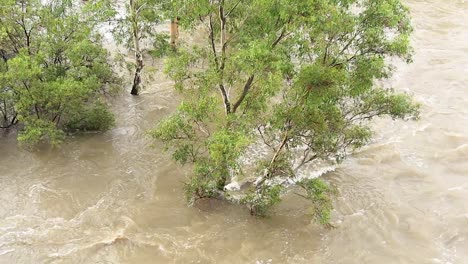 árboles-Tragados-Por-Las-Aguas-De-La-Inundación