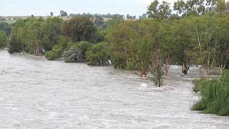 River-flooding-its-banks,-swallowing-trees