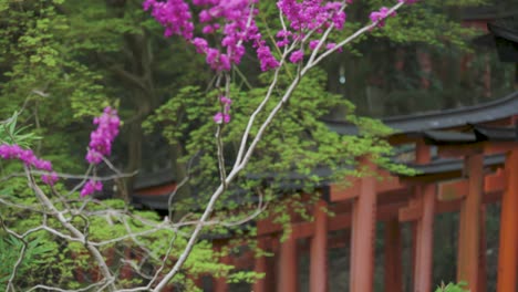 Blumen-Bei-Fushimi-Inari-Taisha,-Slow-Rack-Fokus-Enthüllungsaufnahme,-Kyoto,-Japan