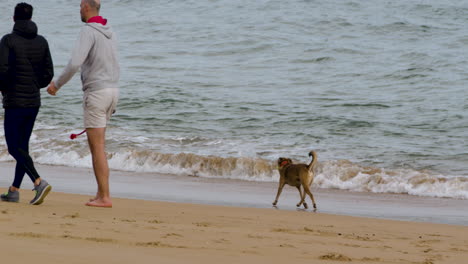 Glücklicher-Hund-Und-Sein-Herrchen-Gehen-An-Der-Sandigen-Küste-Mit-Meereswellen-Spazieren