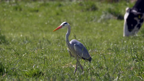 Calm-Grey-Heron-looking-out-for-prey-in-green-grass-field-during-sunny-day