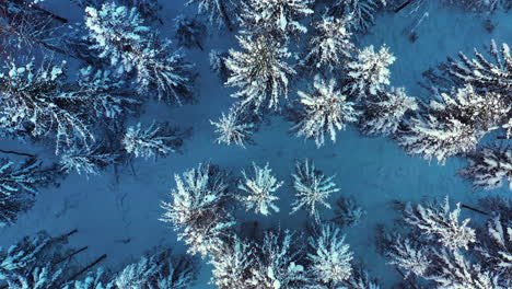 Snowy-forest-on-sunny-winter-day,-tracking-aerial-drone-shot