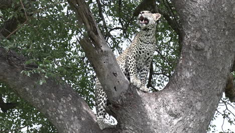 Lone-leopard-in-tree-with-green-leaves-breathes-heavily-and-looks-out