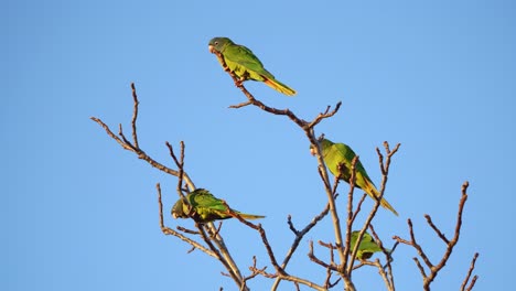 Low-angle-view-of-a-group-of-Blue-crowned-parakeets-landing-on-a-bare-tree-top