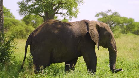 Ein-Elefant-Geht-Durch-Die-Afrikanische-Savanne-Und-Kaut-Gras-In-Freier-Wildbahn-Vor-Dem-Hintergrund-Des-Himmels-Und-Des-Grünen-Grases-In-Der-Afrikanischen-Savanne
