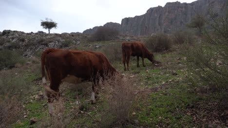 Kühe,-Rinder-Auf-Dem-Berg-Mount-Arbel,-Israel