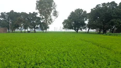 Campos-De-Cultivo-Vista-Panorámica-De-Derecha-A-Izquierda-Punjab-Verde-Niebla-De-Invierno-Drone-Pasando-A-Través-De-Los-árboles
