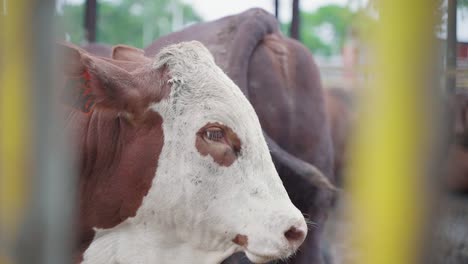 Close-up-shot-of-red-brown-and-white-cattle-on-a-farm-in-countryside-of-Mauritius,-Africa---Slow-motion