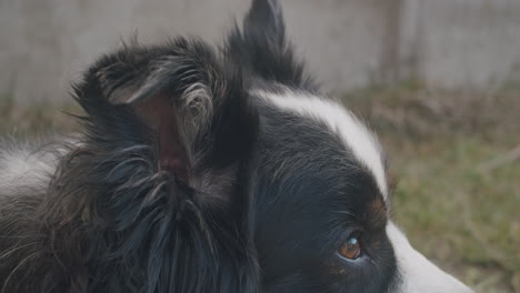 Close-up-shot-of-a-dog-ear