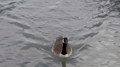 Slow-motion,-Canada-Goose-swimming-along-a-pond