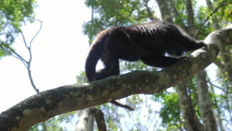 Mono-Aullador-En-La-Jungla-Jugando-En-Los-árboles