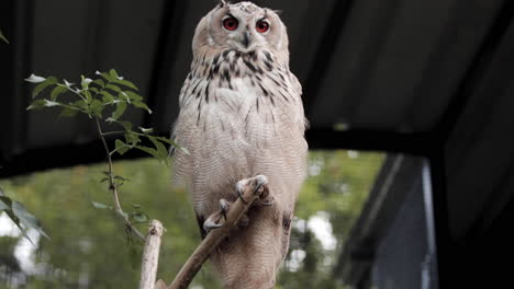 Male-Siberian-Eagle-Owl-sitting-majestically-on-perch,-slowmo