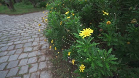 Viele-Gelbe-Blumen-Im-Garten