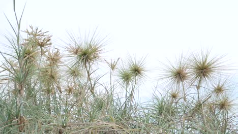 The-grass-near-beach-or-sea-swaying-in-the-wind