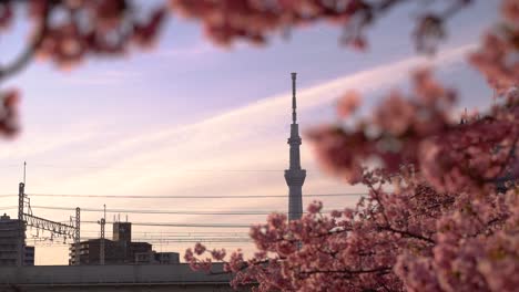 Ikonischer-Tokyo-Skytree-Bei-Sonnenuntergang-Mit-Bewölktem-Himmel-Und-Wunderschönen-Sakura-Bäumen