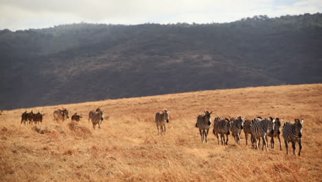 Grupo-De-Cebras-En-La-Sabana-En-El-Parque-Nacional-Serengeti-Tanzania