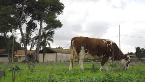 Vaca-En-La-Granja-Comiendo-Hierbas