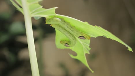 Green-Caterpillars-Under-A-Damaged-Plant-Leaf-In-The-Garden