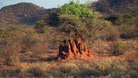 Ameisenhaufen-In-Einem-Naturpark-In-Kenia