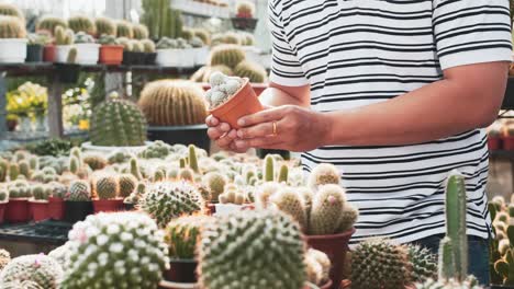 Close-up-of-hands-of-man-holding-and-observing-miniature-cactus-plants-at-the-nursery