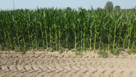 Corn-agriculture-cultivation-organic-field,-plant-farm