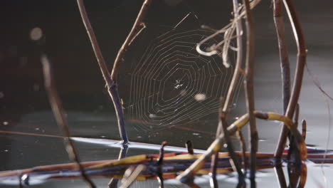 Spinnennetz-Hängt-An-Ästen,-See-Spiegelt-Sich-Im-Hintergrund,-Mittlere-Aufnahme