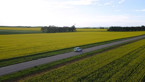 Aerial-following-white-van-driving-on-countryside-road,-Surrounded-by-vibrant-Canola-fields