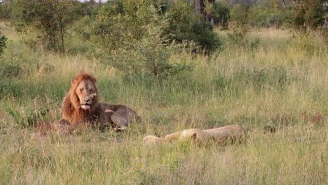 Golden-male-African-Lion-lies-down-in-tall-dry-grass-with-female-mate