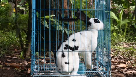 Kaninchen-In-Einem-Blauen-Eisenkäfig