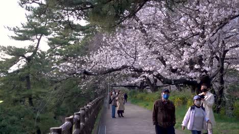 People-wearing-facemasks-during-corona-crisis-walking-in-park-with-sakura-trees