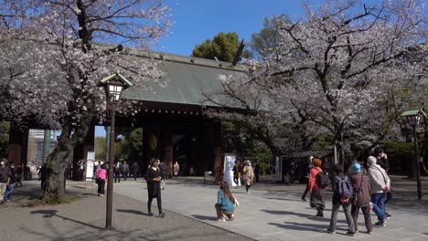 Many-people-enjoying-sakura-sightseeing-at-Yasukuni-shrine-during-corona-pandemic