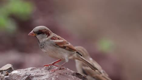 Male-house-sparrow-eating-on-a-rock-,-female-comes-from-behind