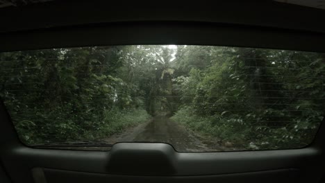 Jungle-Drive
