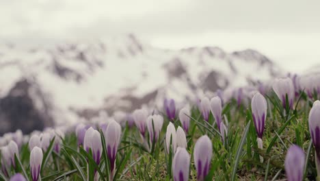 Blumen-Auf-Einer-Bergwiese-Und-Berge-Im-Hintergrund