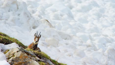 A-chamois-is-lying-in-a-small-patch-of-grass-surrounded-by-snow