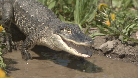 Slow-motion-alligator-on-riverbank
