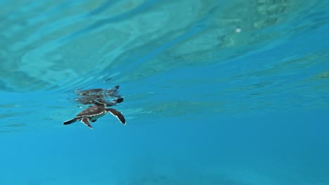Pequeña-Tortuga-Marina-Nadando-En-El-Océano-Azul---Toma-Submarina
