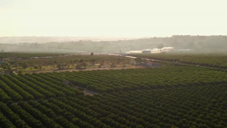 Rows-Of-Citrus-Farm-Crops-During-Warm-Sunset-Near-Algorfa,-Spain